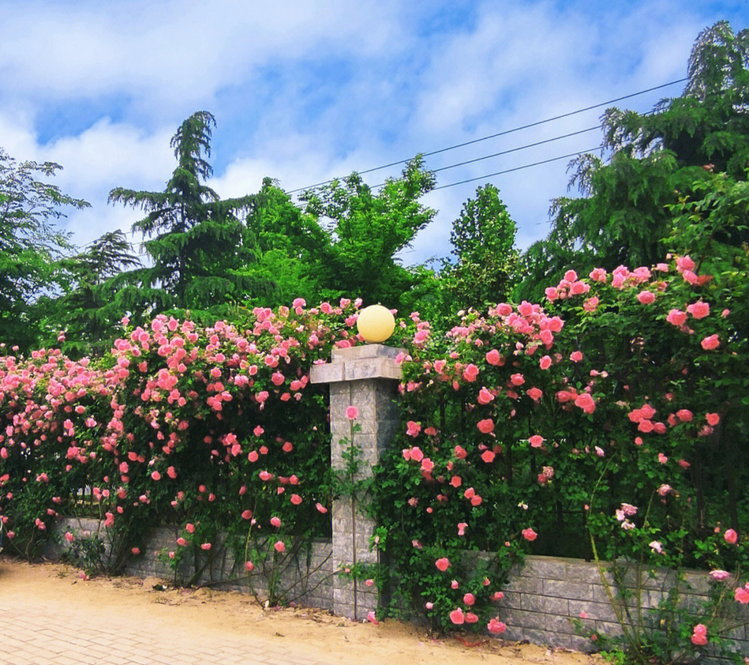 围墙花墙图片大全图片