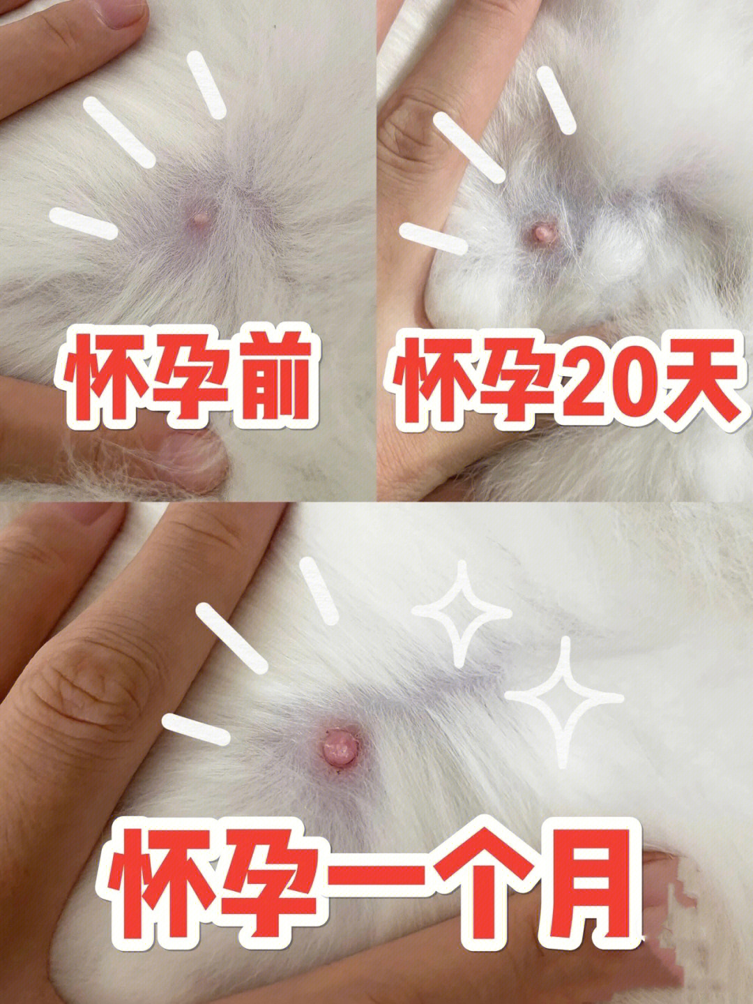 猫咪怀孕的变化图图片