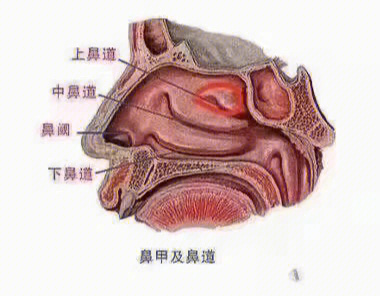 鼻子内部图图片