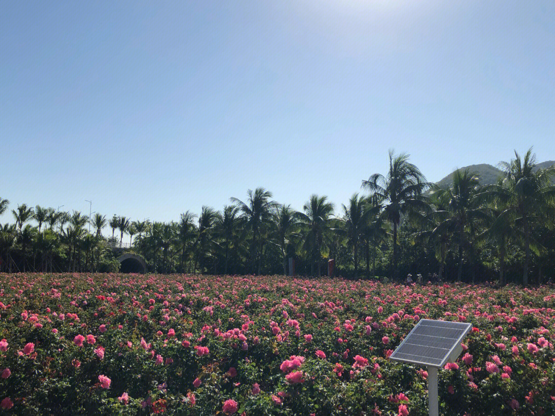 南阳玫瑰谷自然风景区图片