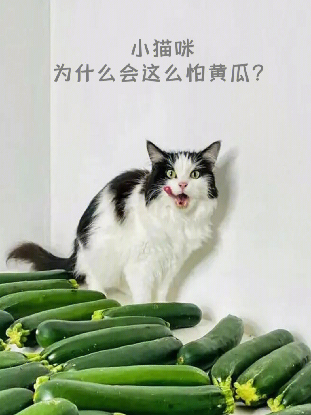 猫咪冷知识丨猫为什么会害怕黄瓜