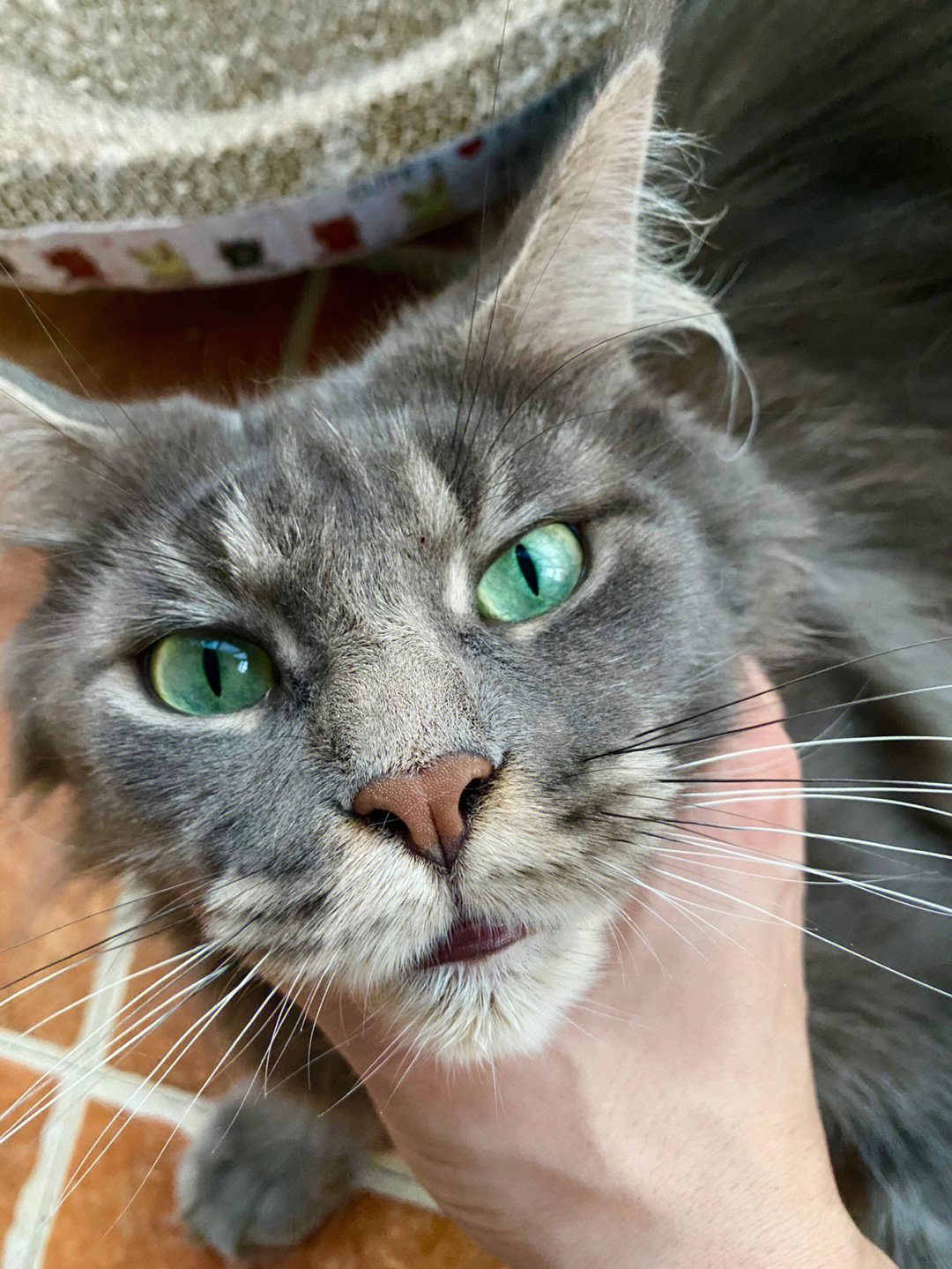 绿眼睛的缅因猫图片
