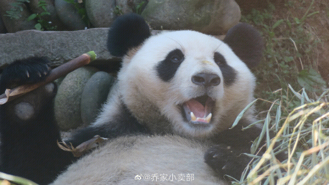 熊猫小眼睛张嘴表情包图片