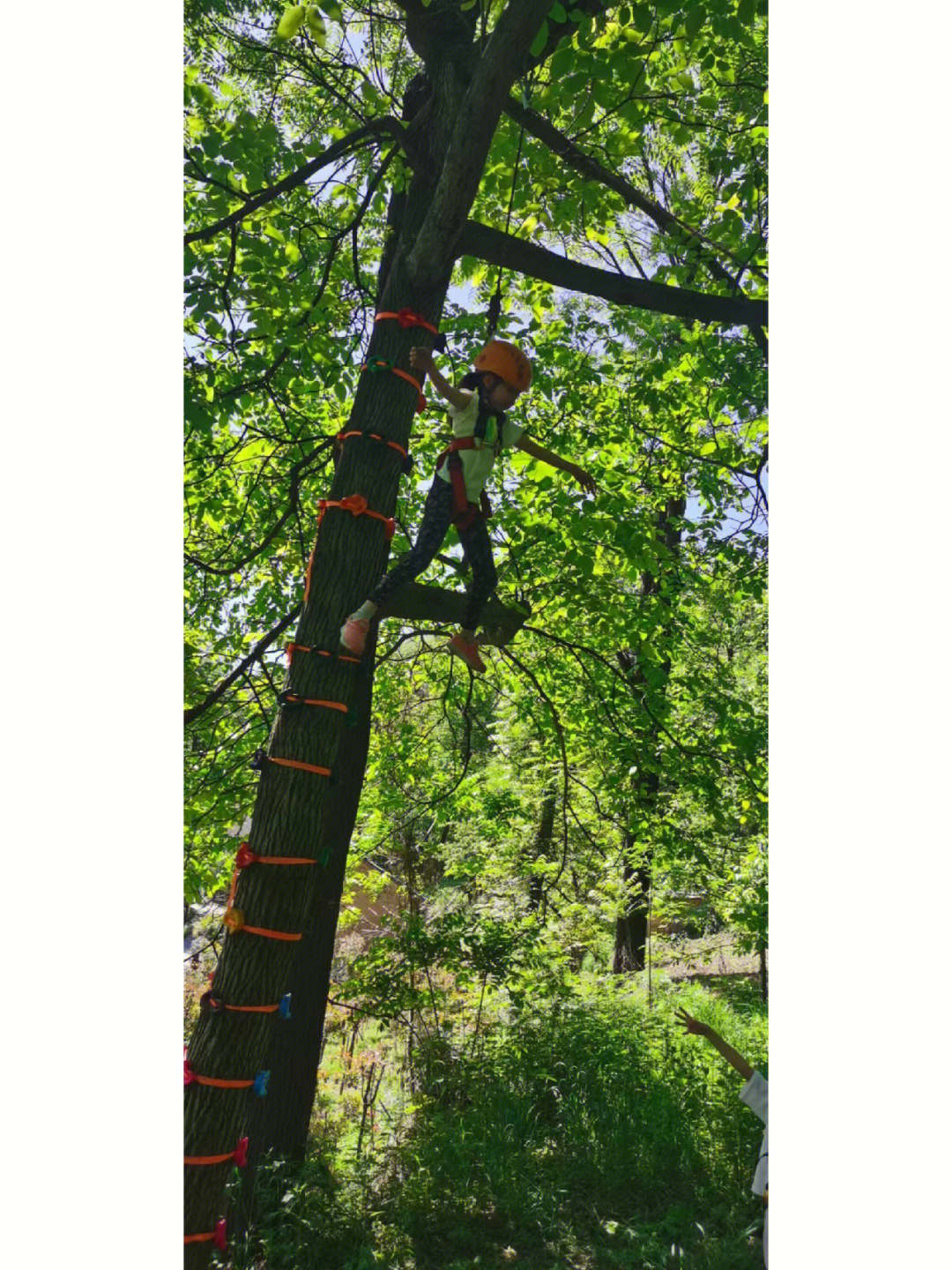 土法用绳子爬树图片