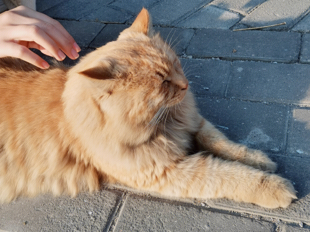 姜丝鸭猫猫图片