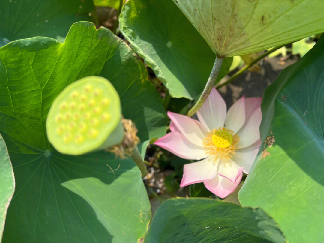 岷县花儿十朵莲花图片