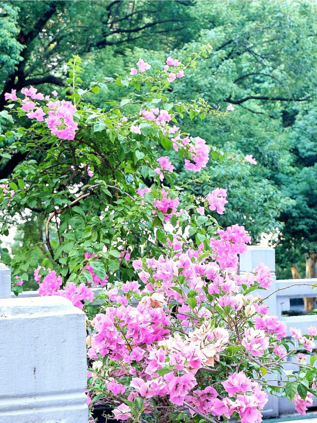 沉睡花园拍摄地图片