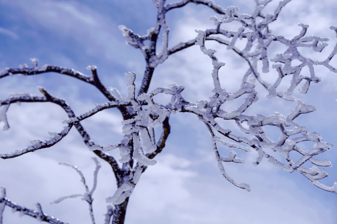 雪上云棠图片