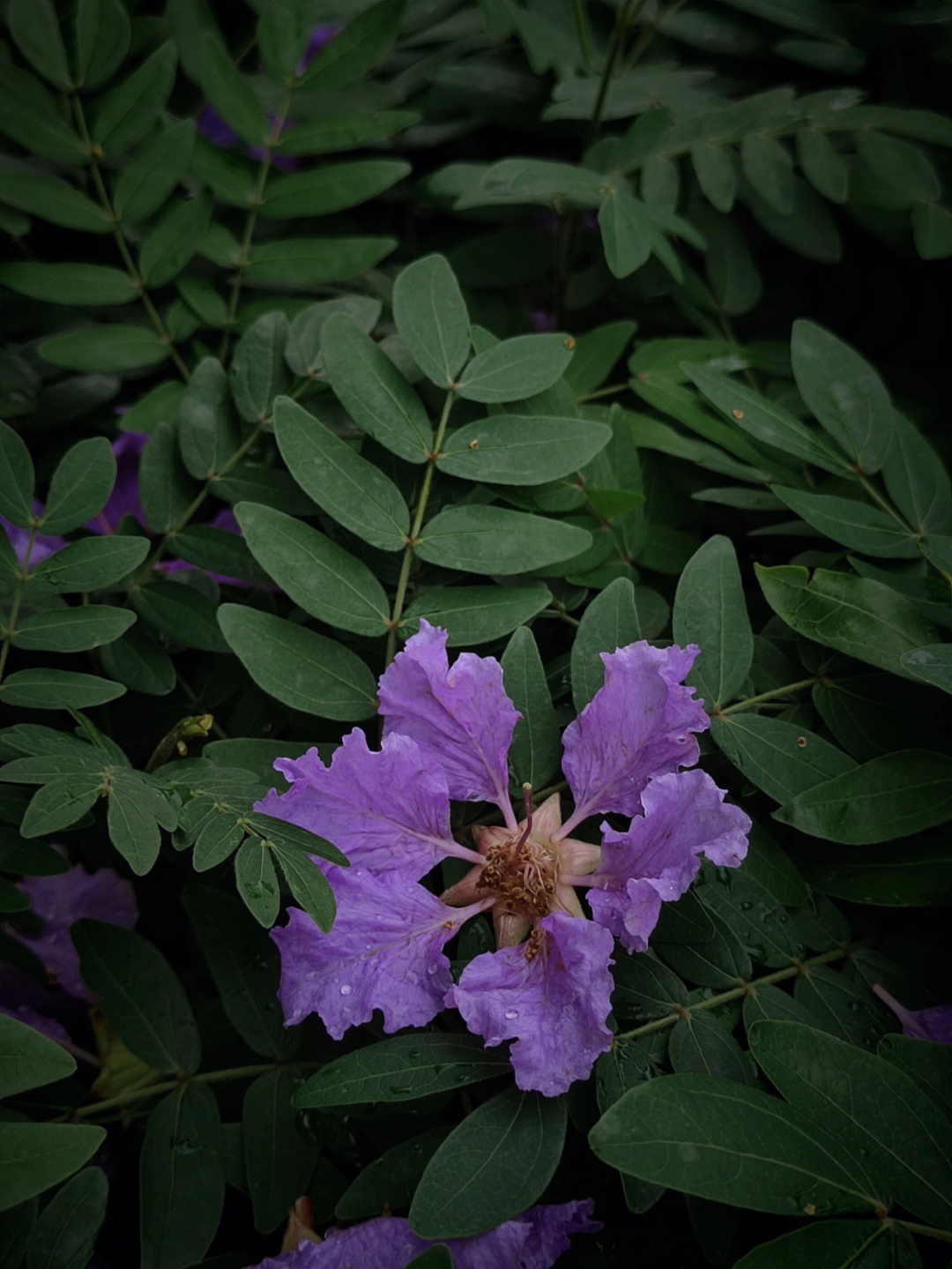 大叶紫薇树叶图片图片