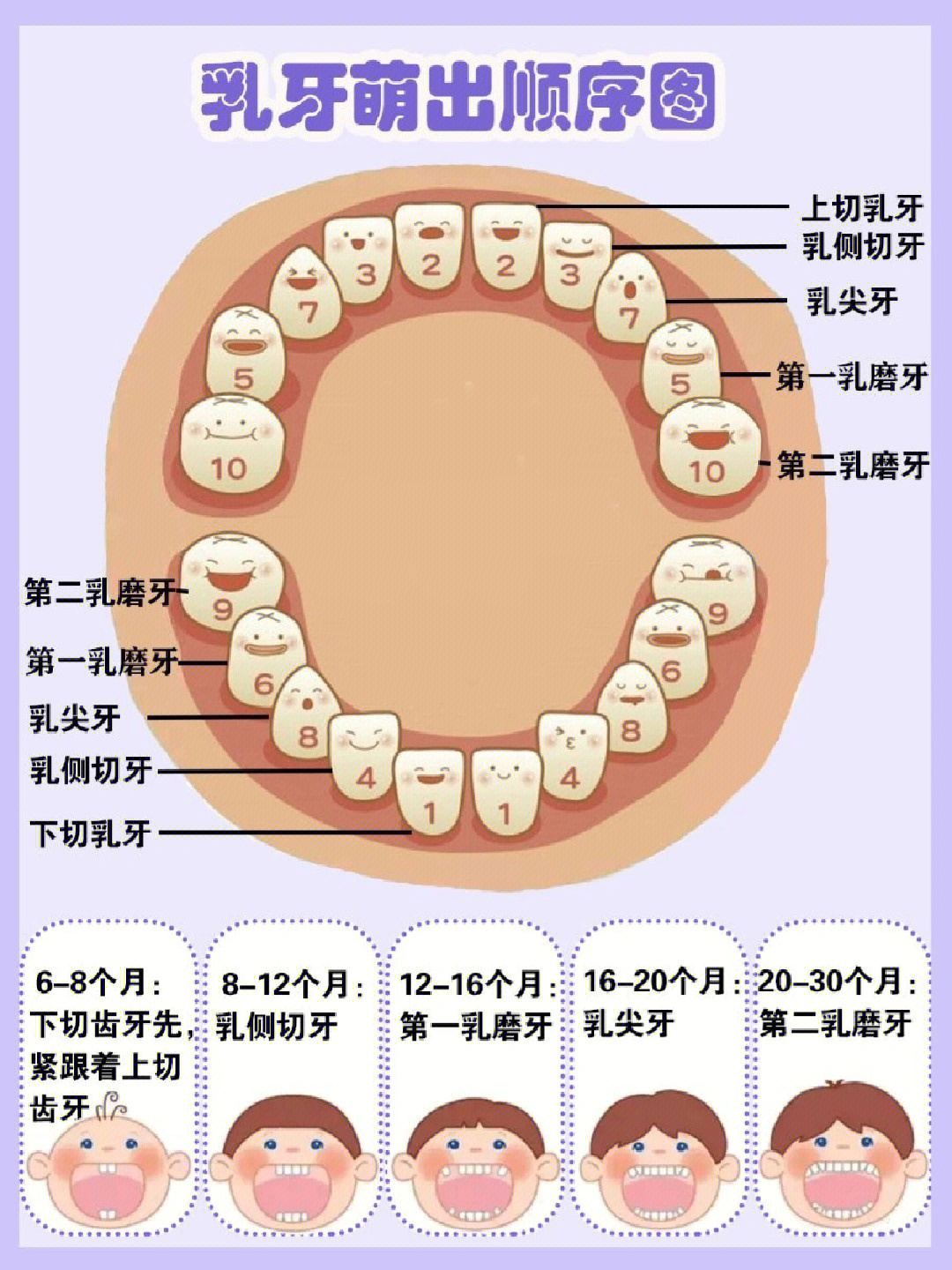 乳牙牙列图图片