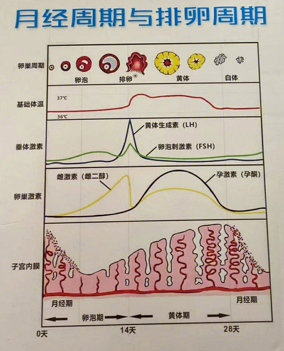 性激素曲线图片