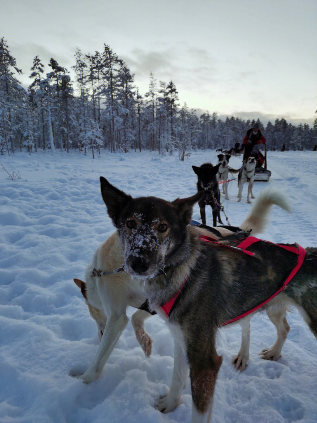 芬兰罗瓦涅米雪橇犬