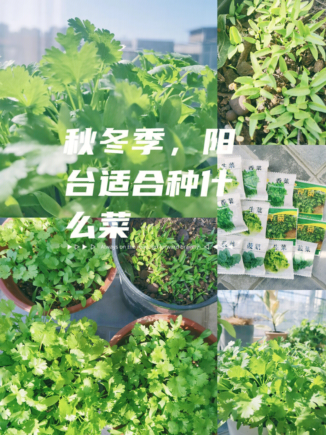 秋冬季,阳台适合种什么菜?