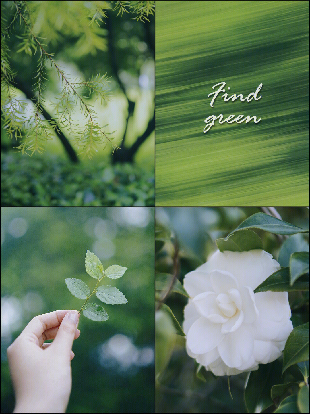 绿光森林深邃静谧绿调掉进夏日的绿意里