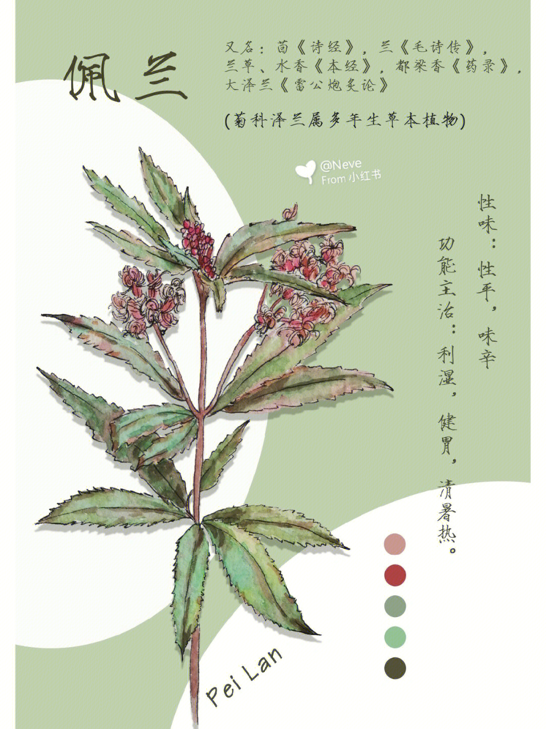 [种草r]药用部位:为菊科植物佩兰的干燥地上部分.