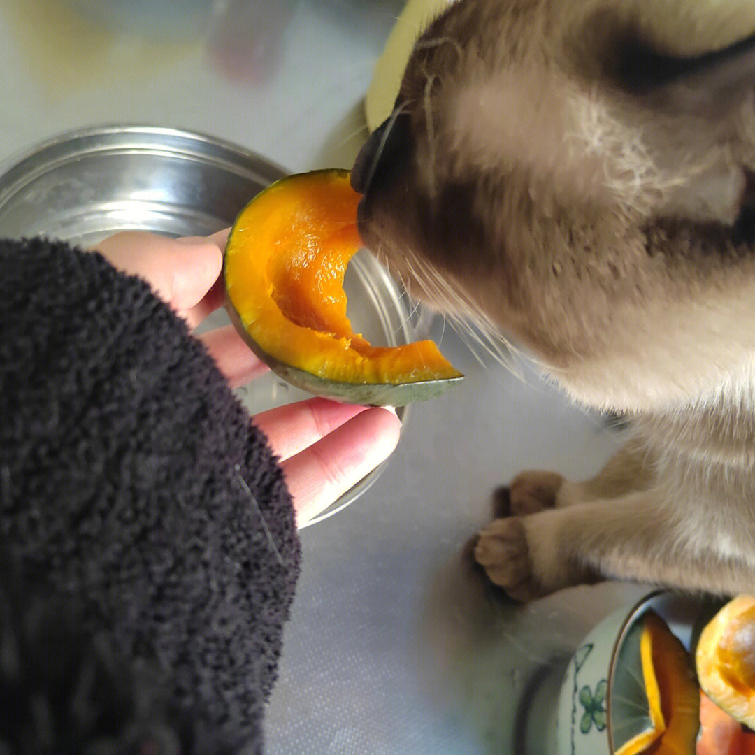 小猫咪能吃南瓜吗