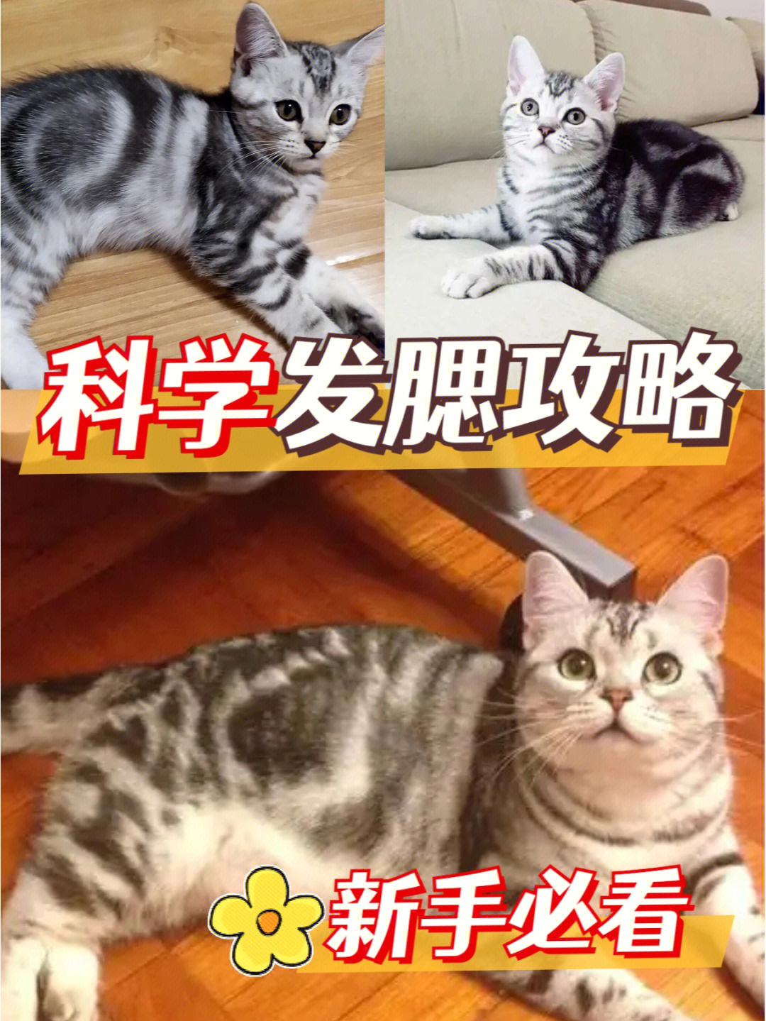 04猫咪科学发腮攻略如何逆袭小v脸60