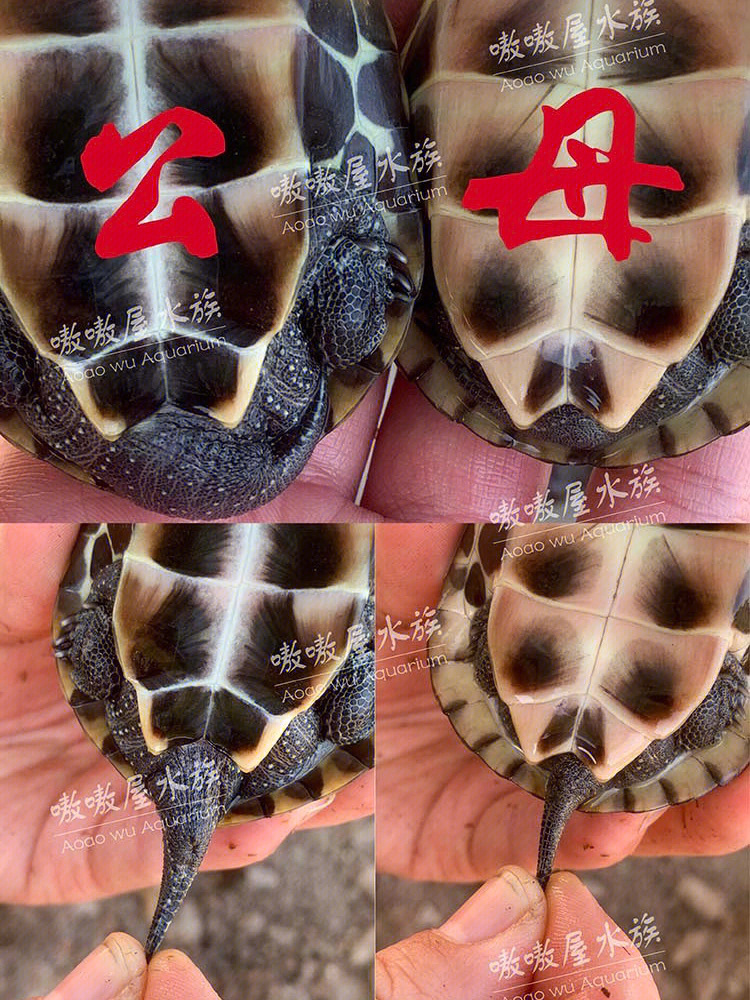 草龟怎么分公母 分辨图片