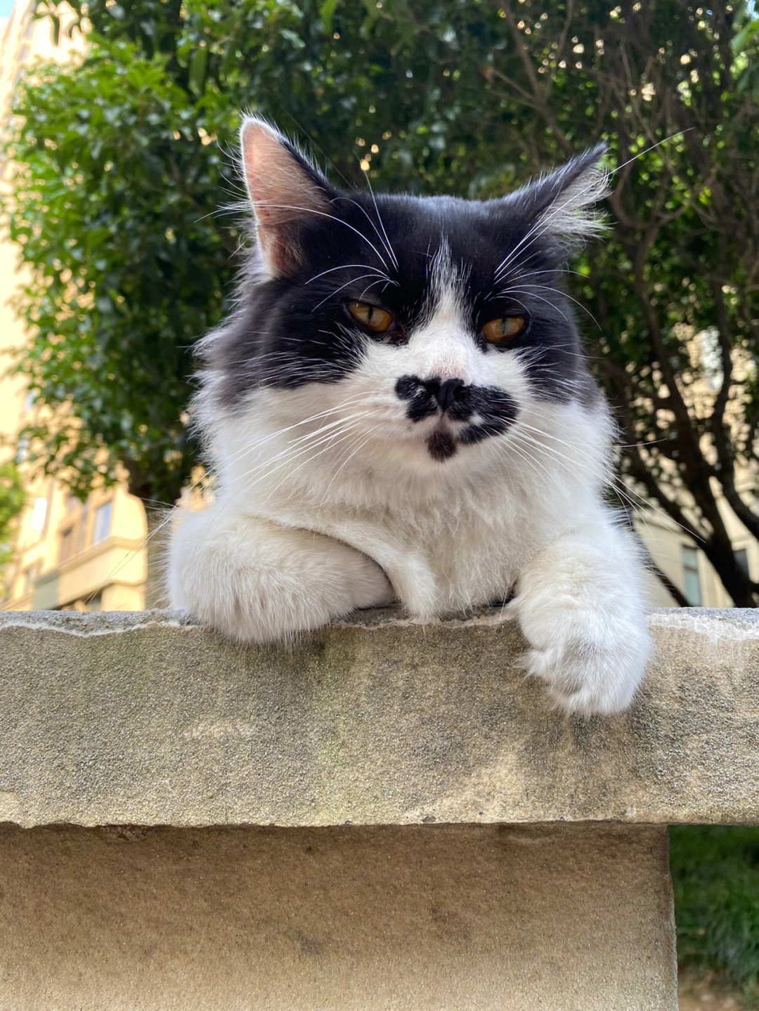 霸气彻漏的流浪猫