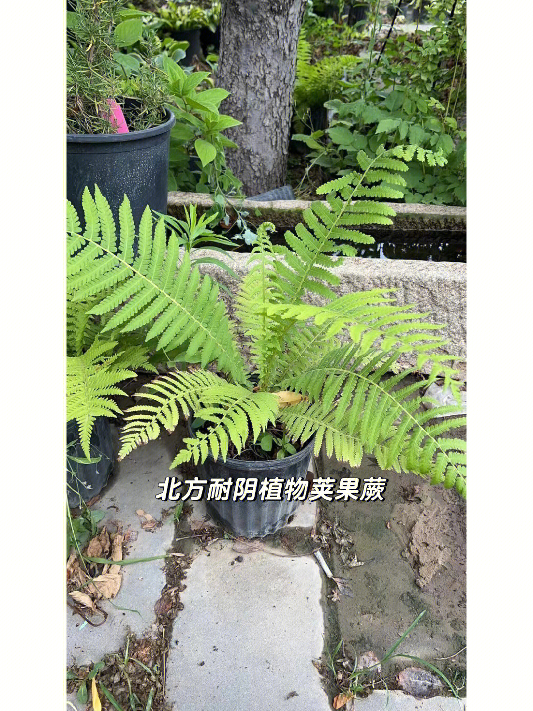 荚果蕨盆景图片