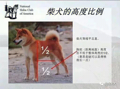 柴犬身高对照表图片