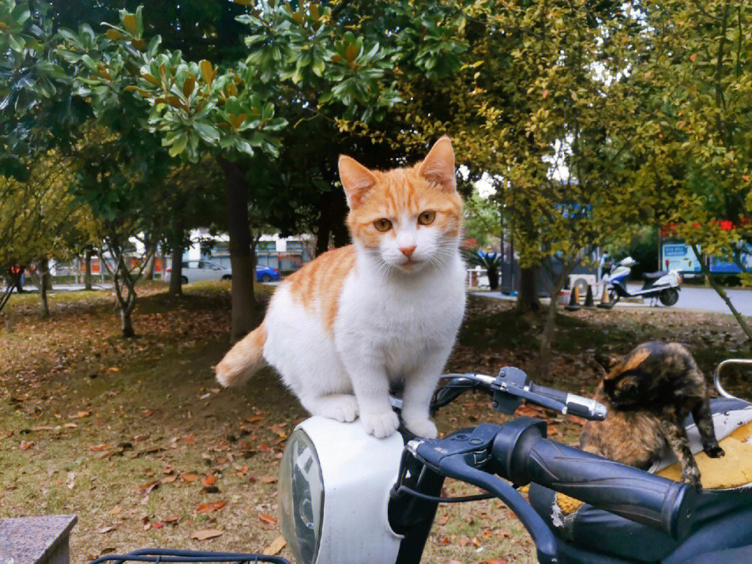 0橘猫30户外图片