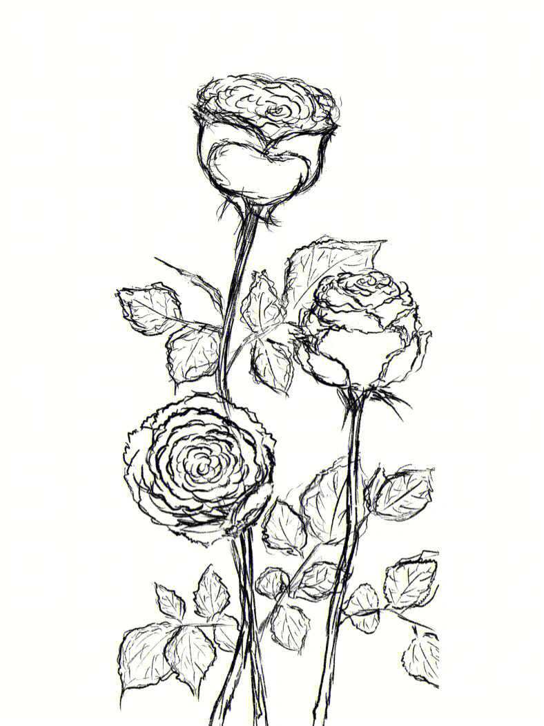 玫瑰花纹身手稿黑白图片