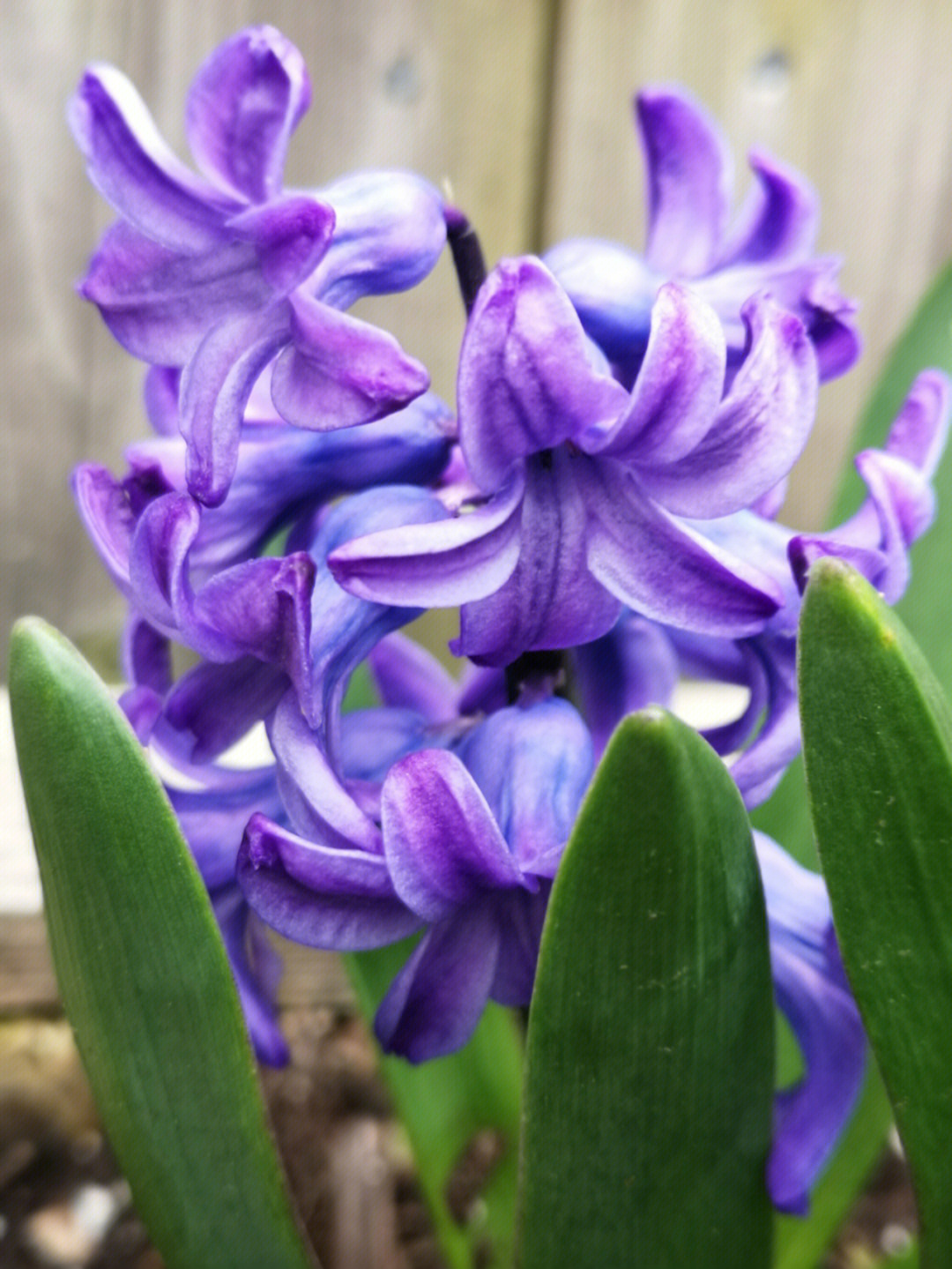 深紫色风信子花语图片