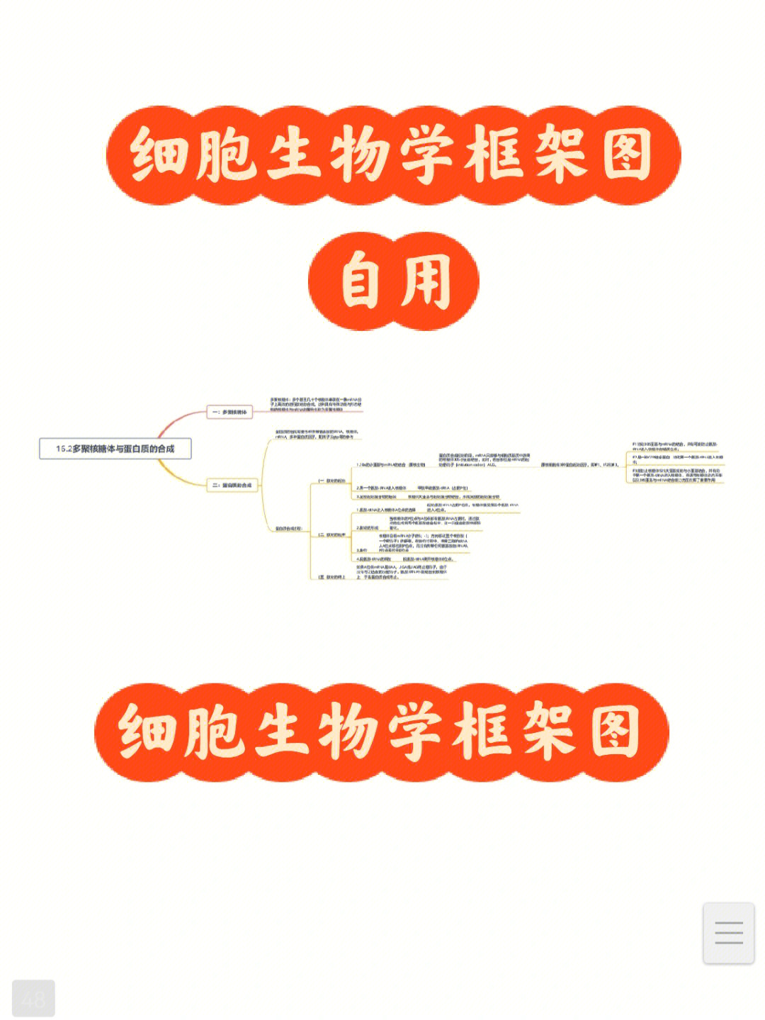 动物细胞结构思维导图图片