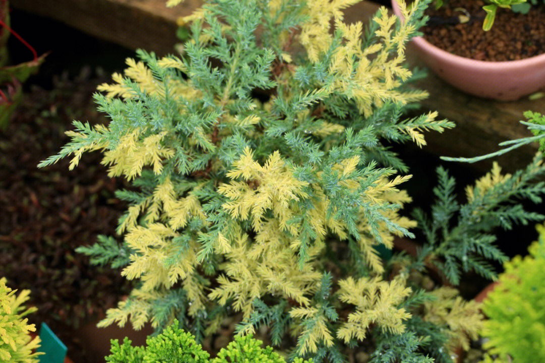 16615 juniperus x pfitzeriana'blue and gold 蓝与金266