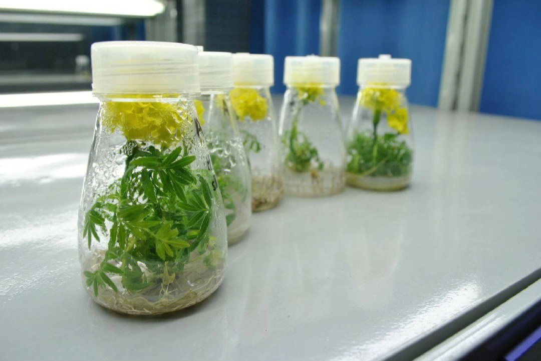 生物八年级下册植物的无性生殖