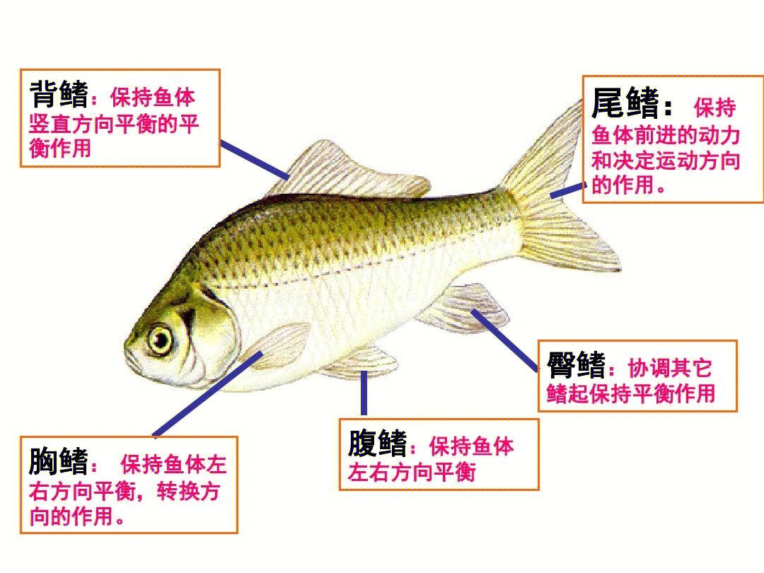 中国原生鱼图鉴电子书图片