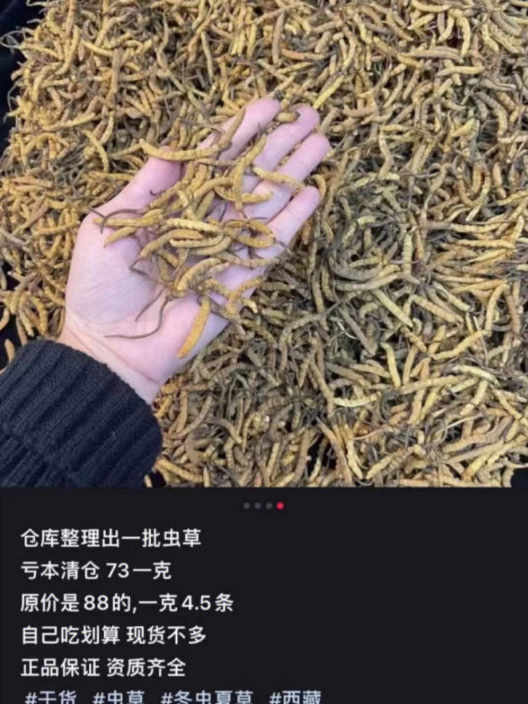 种植虫草