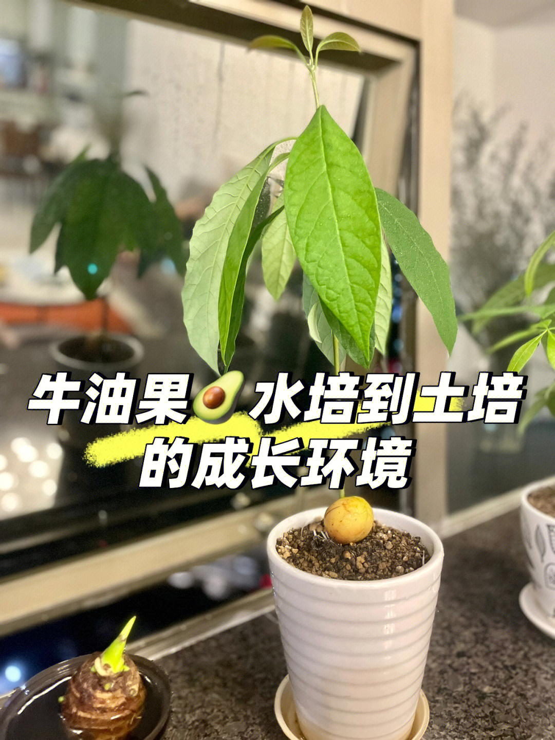 牛油果盆栽种植方法图片