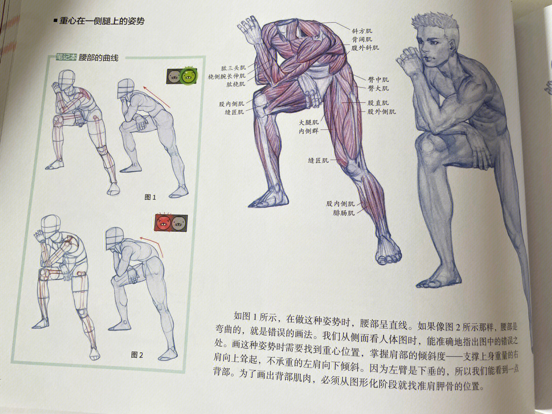 一本重视人体动态着重肌肉结构的人体书