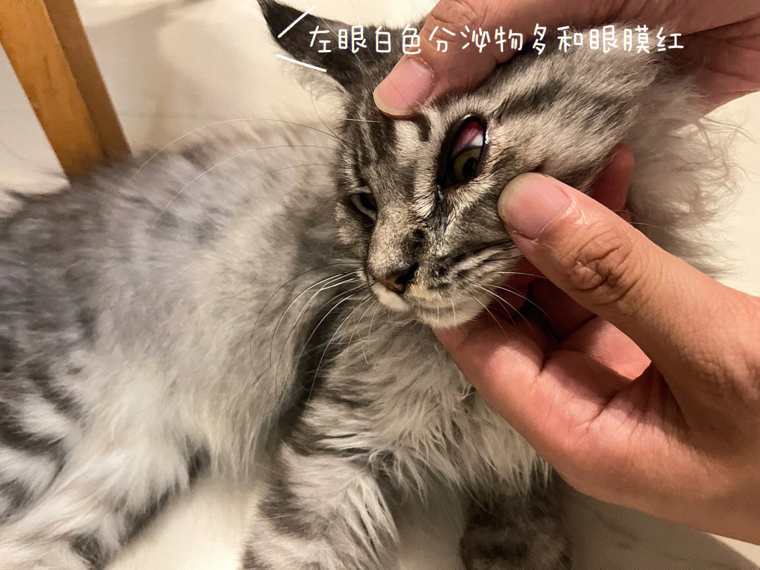 猫咪结膜炎怎么治疗图片