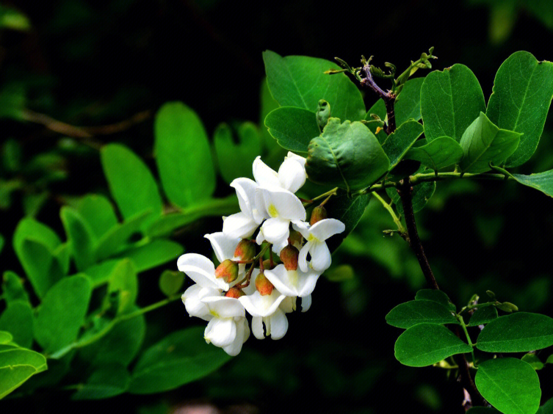 白景琦槐花图片