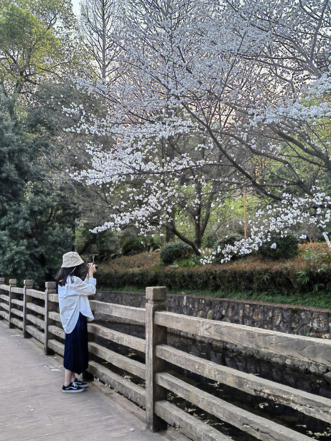 樱花树下