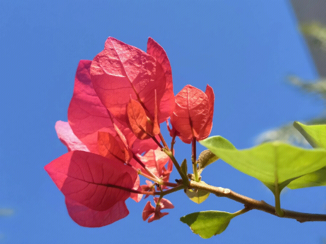 簕杜鹃深圳市花简介图片