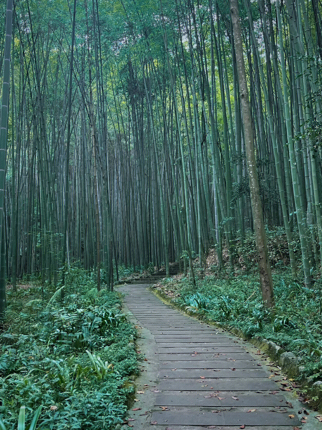 阳平观竹海图片