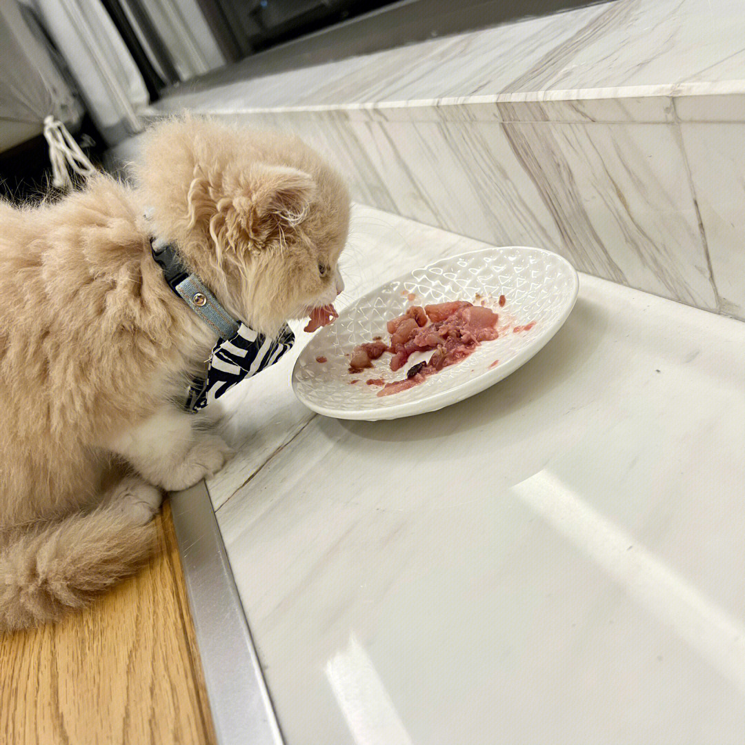 两个多月的猫咪开始吃生骨肉啦 吃的也太香了一个来月的时候在猫舍吃