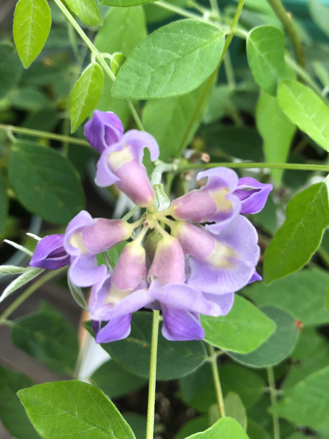 油炸紫藤花图片