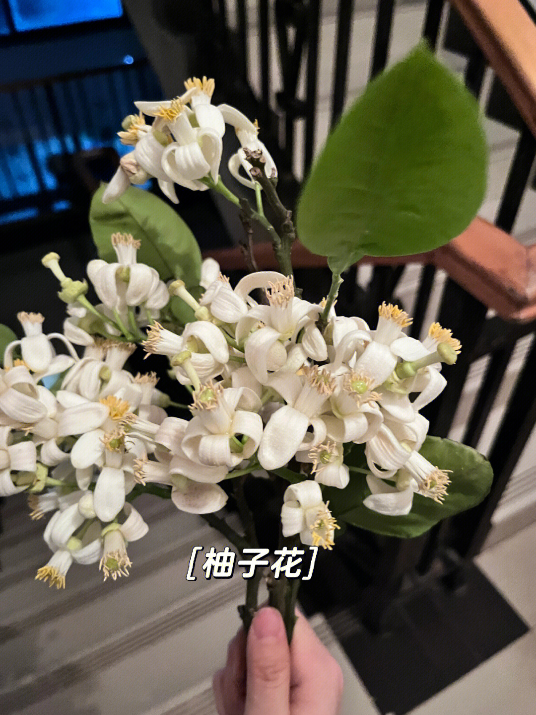 柚子花