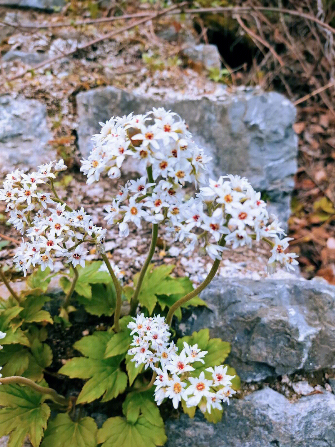 苔花什么时候开图片