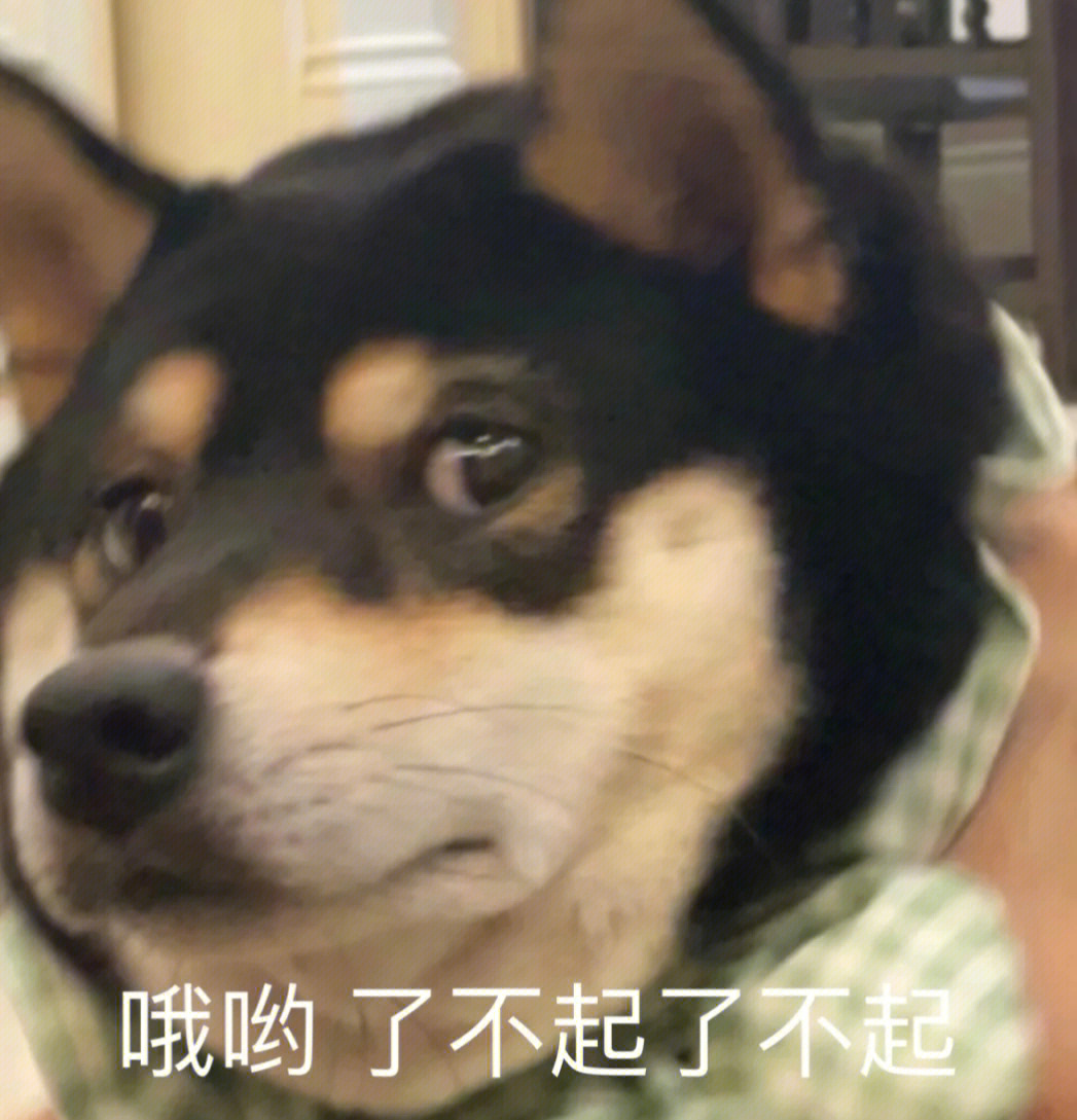 阿水柴犬表情包图片