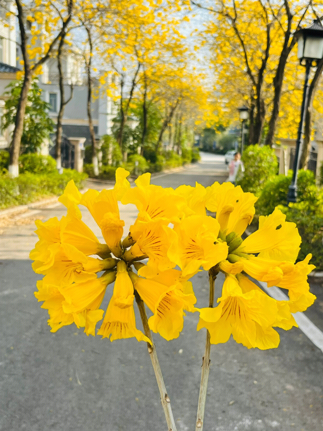 黄花木铃图片