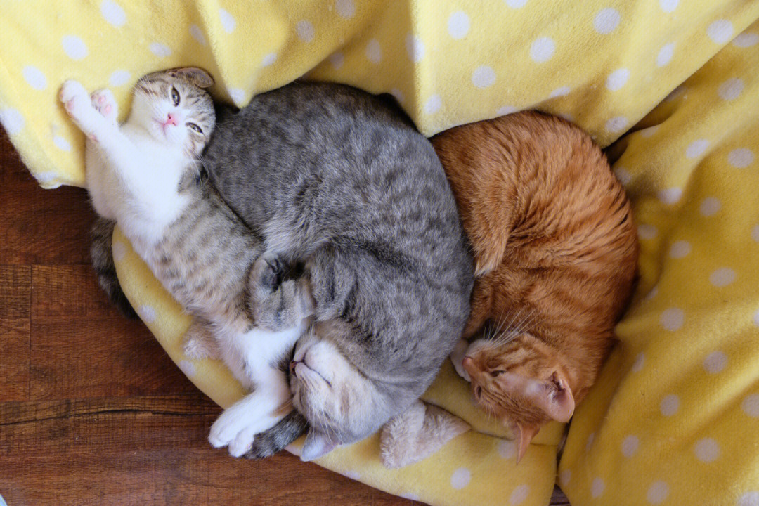 叠猫猫是什么姿势图片