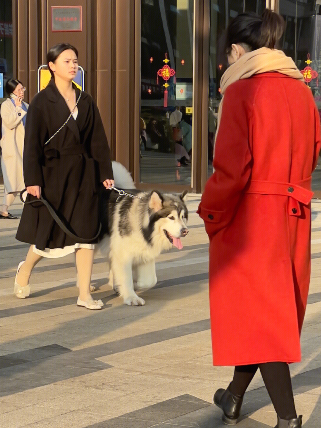 街拍狗狗和美女