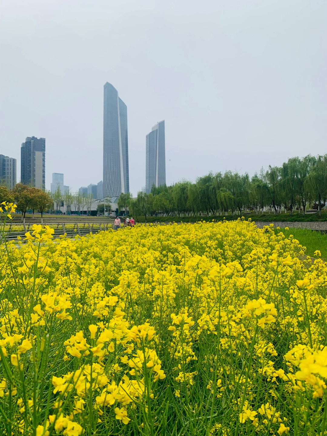 南京油菜花景点在哪里图片