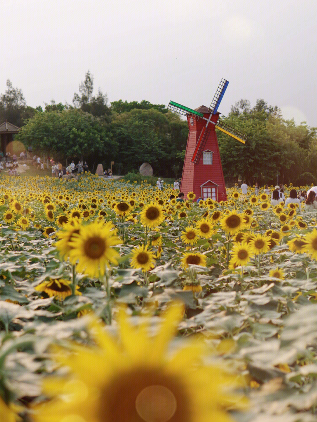 厦门香山公园花期图片